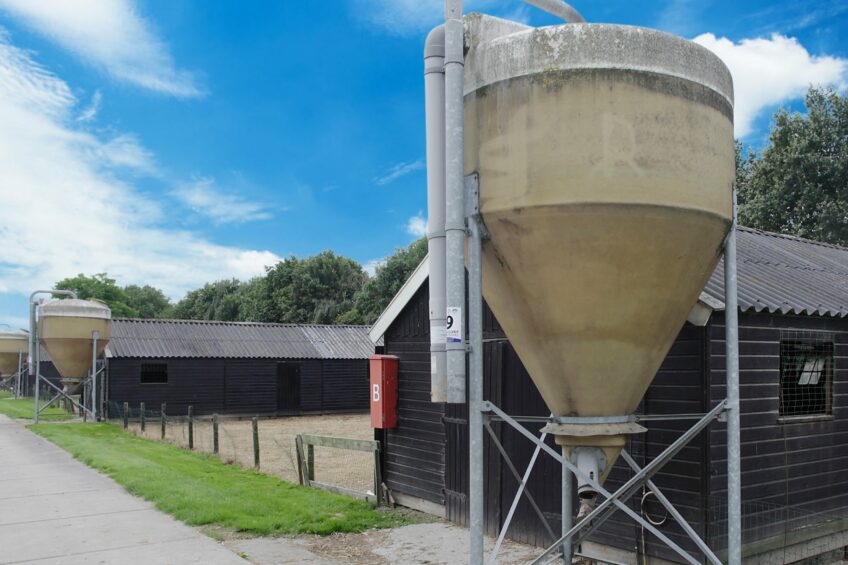 Cost-price squeeze threatens Egypt’s poultry sector with supply crunch