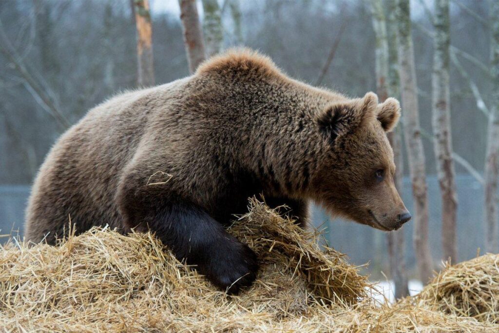A bear attacked a cyclist in Lääne-Virumaa. A passing driver prevented it from getting worse A bear attacked a cyclist in Lääne-Virumaa. A passing driver prevented it from getting worse