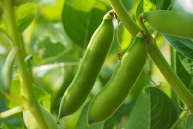 Pulse Pioneers will carry out paid on‑farm trials focused on improving pulse yields, consistency and crop performance. Image created with the help of AI (Reve.art)