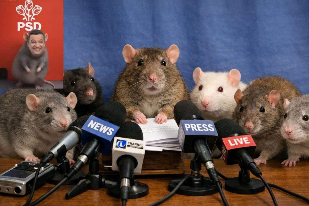 The Bucharest rats threaten to complain to CNCD if they are still associated with PSD