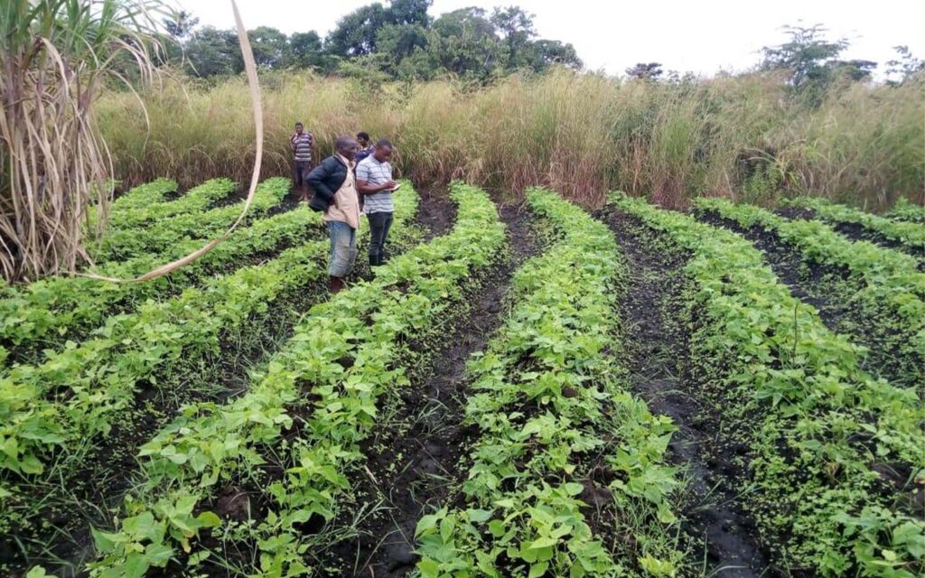 Germany commits funds to support Mozambican farming sector Germany commits funds to support Mozambican farming sector