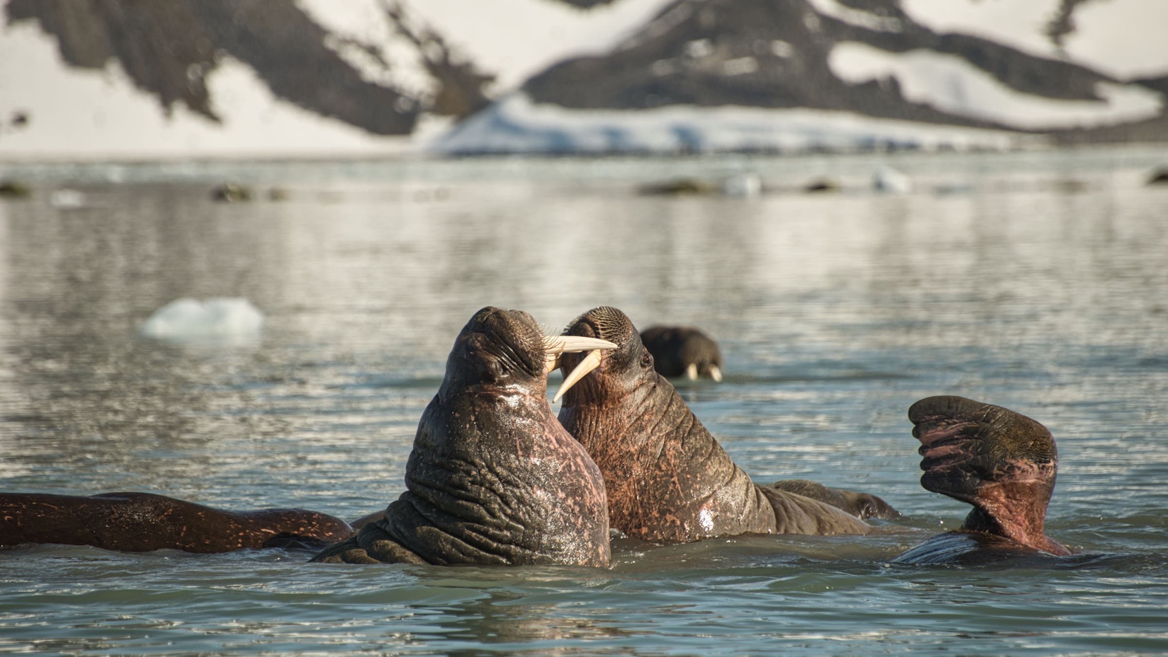 Two large walruses with long ivory tusks sparring near Svalbard