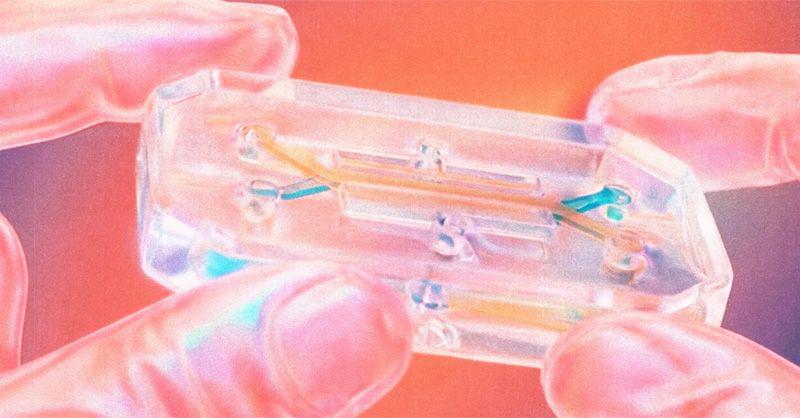 The Artemis astronauts will be taking something strange on their voyage: four living "organ chips" — bone marrows, made from their own cells — the size of thumb drives. These “completely functional” living bone marrow chips will be studied as part of the sci-fi sounding AVATAR experiment.