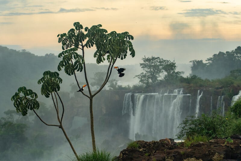 Two toucans perched and one in flight on a tree in front of a misty waterfall surrounded by lush greenery, with a cloudy sky in the background.