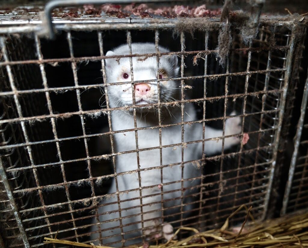 Iceland Fashion Week Goes Fur-Free After Shocking Investigation Exposes Animal Suffering