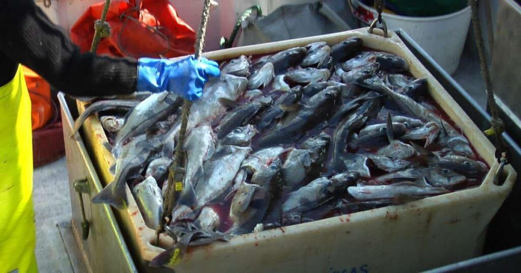 EU ready to discuss exemptions from fishing legislation with Icelanders - RÚV.is
