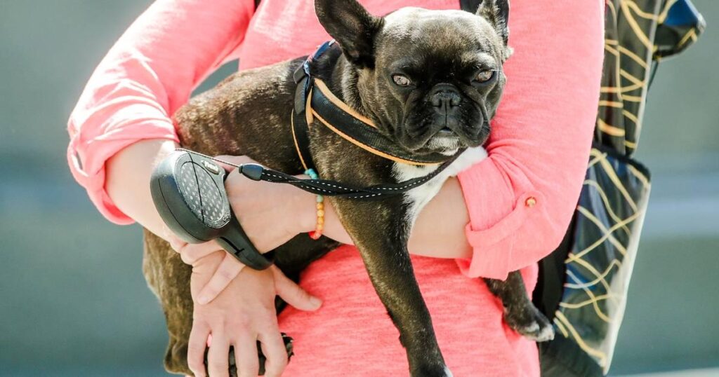 WHAT IS WAITING FOR CROATIA? The Italians introduced that you can take sick leave if your dog is sick