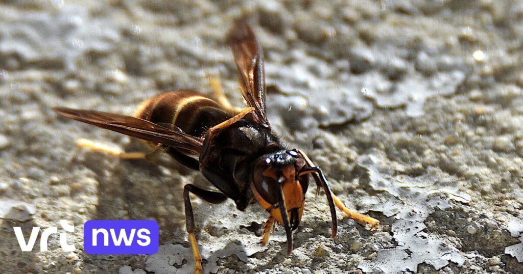 The Netherlands renames the Asian hornet to the yellow-legged hornet, "there is a good chance that Flanders will follow suit" | VRT NWS News