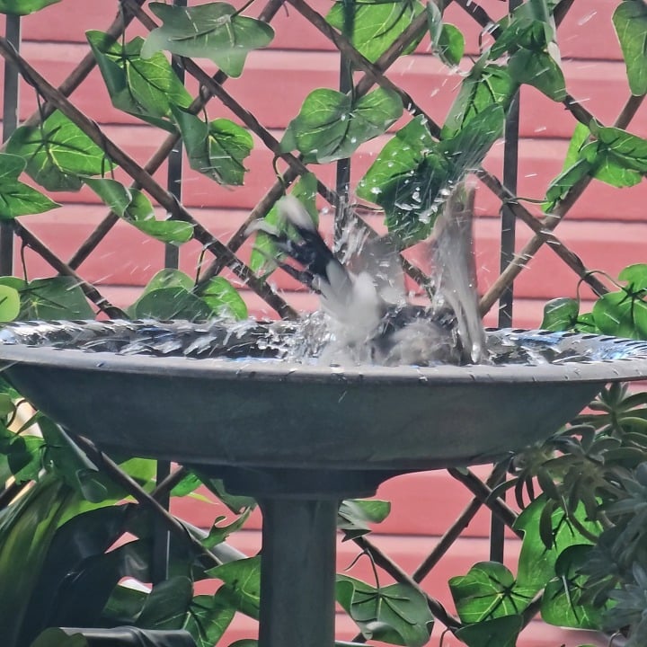 Get yourself a bird bath,no regrets 💦