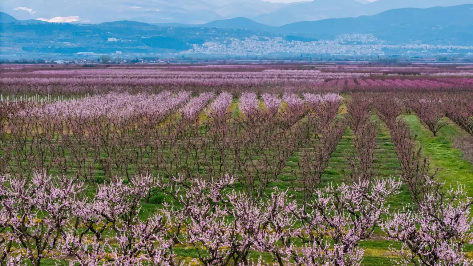 A sea of pink: Peach blossoms draw visitors to northern Greece each spring – The Greek Herald
