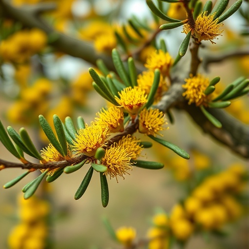 Modeling Olea and Quercus Pollen Seasons in Greece