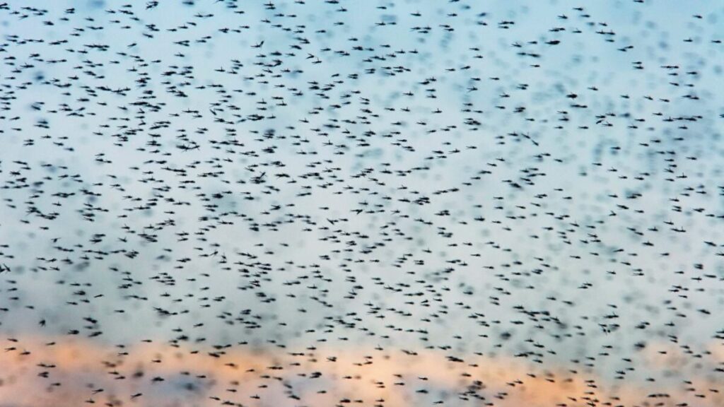 Iceland Just Got Its First Mosquitoes. Scientists Aren’t Ready for What Comes Next Iceland Just Got Its First Mosquitoes. Scientists Aren't Ready for What Comes Next