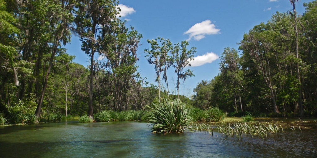 Environmental group warns Suwannee River is one of America’s most endangered waterways