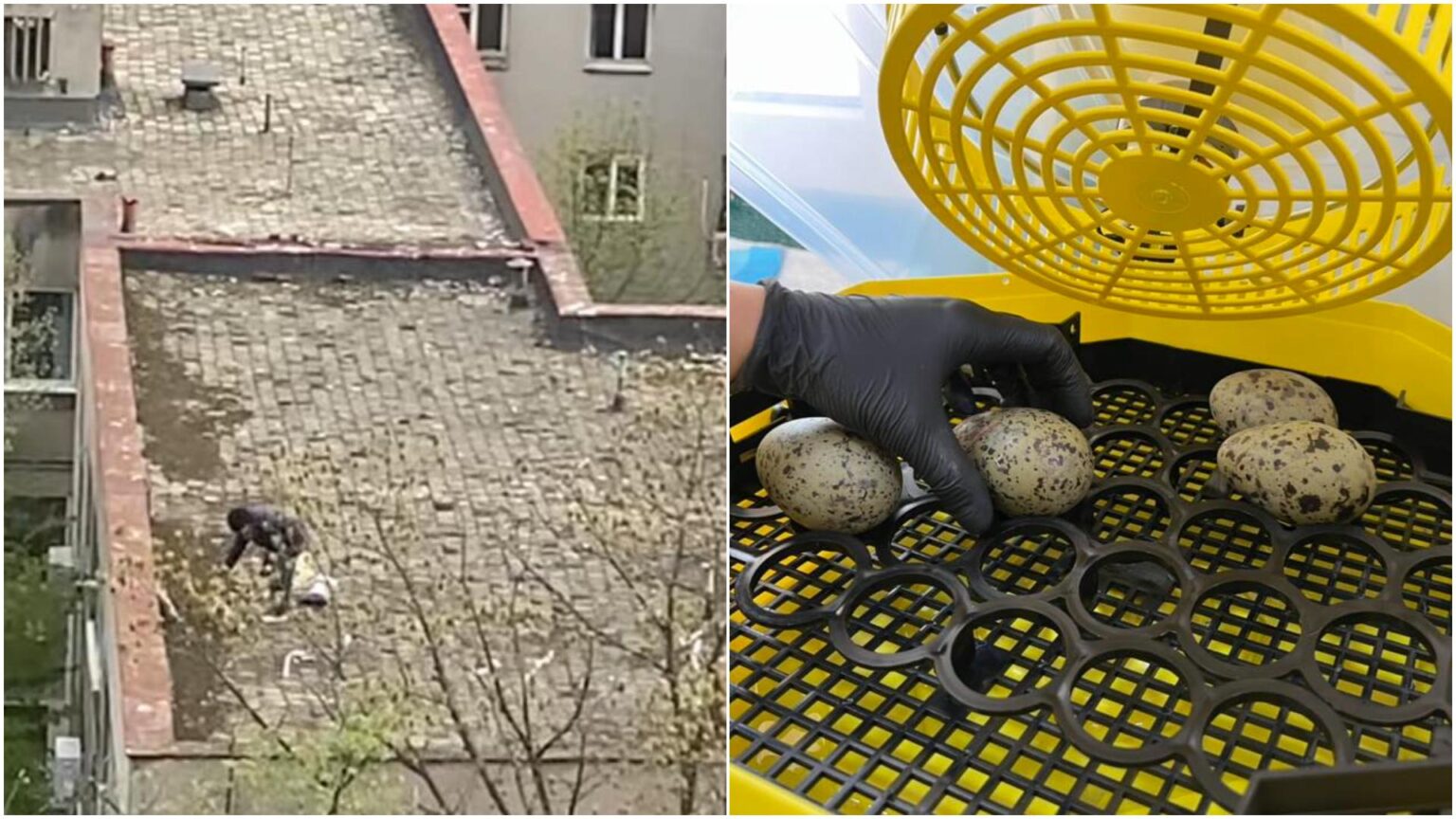 Criminal case for a Bucharest resident who destroyed a nest of seagulls on the roof of a block of flats