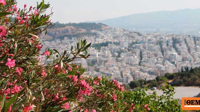 War to "uproot" the oleander from schools, sidewalks and squares - Environmentalists react, doctors insist
