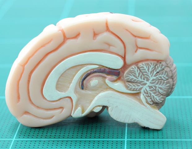 Study explains how environmental acidity destabilizes internal cellular traffic Study reframes ADHD as disorder of energy regulation