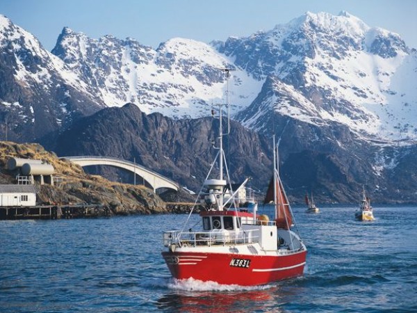 Norway's 2026 Winter Fishing Value Rises Despite Cod Volumes