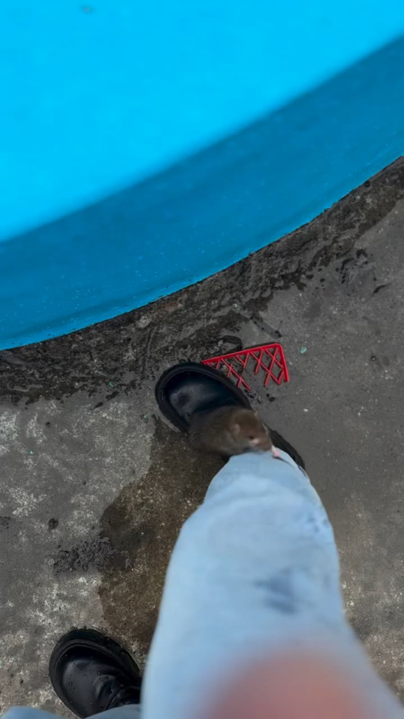 Adventures in the student campus in Iași (UAIC)