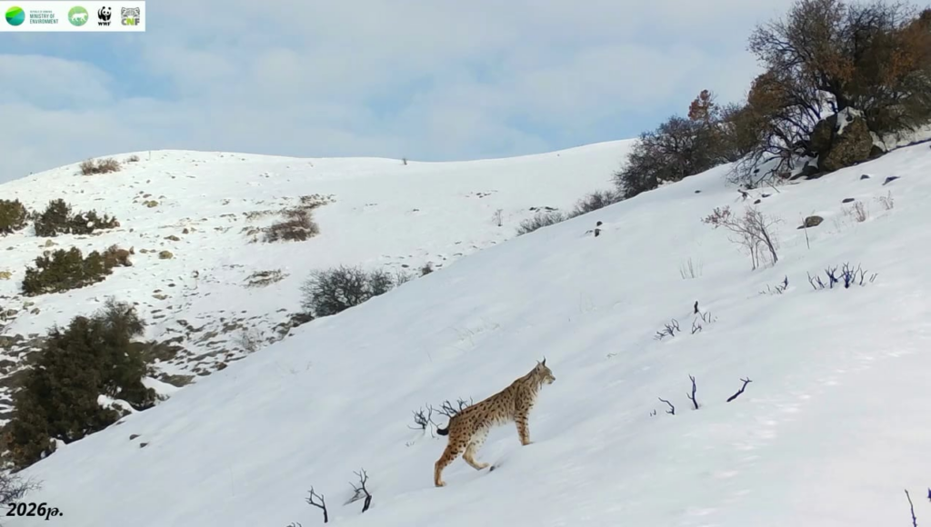 Lynx captured at Khosrov Forest State Reserve