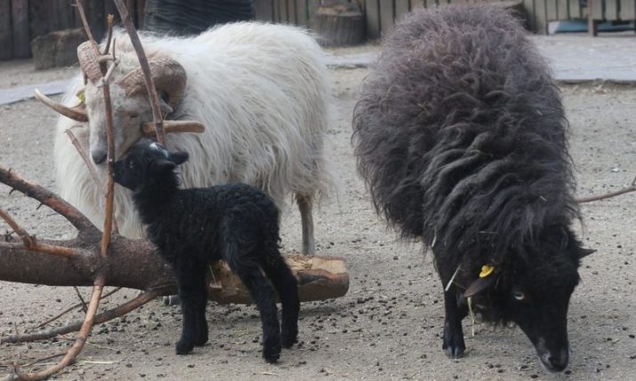 Meet Točkica: the black baby lamb with a unique white tuft