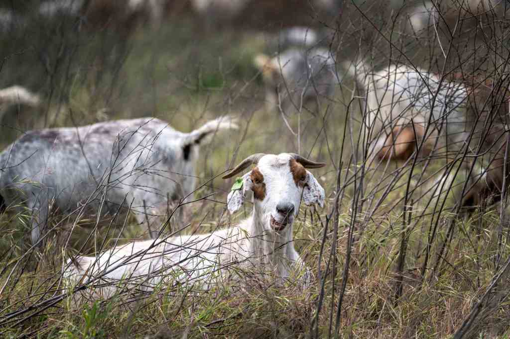 Forget about weed whackers or herbicides – goats are the new environmental stars of brush clearance – Pasadena Star News