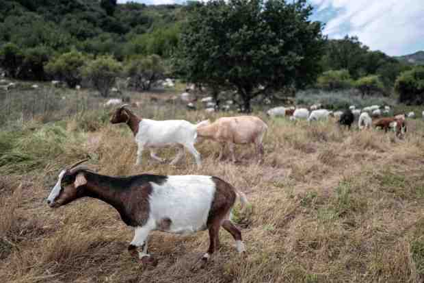 Goats graze as part of a fire mitigation program in Towsley Canyon Park in Newhall on Thursday, April 16, 2026. This herd will come from Santa Clarita to Pasadena on Saturday, April 18. (Photo by Hans Gutknecht, Los Angeles Daily News/SCNG)