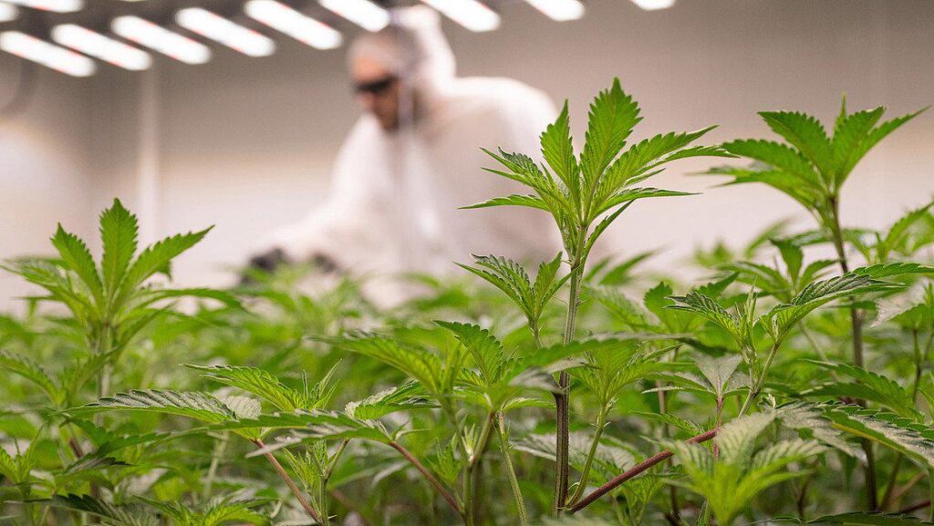 Partial cannabis legalization: No increase in consumption since 2024