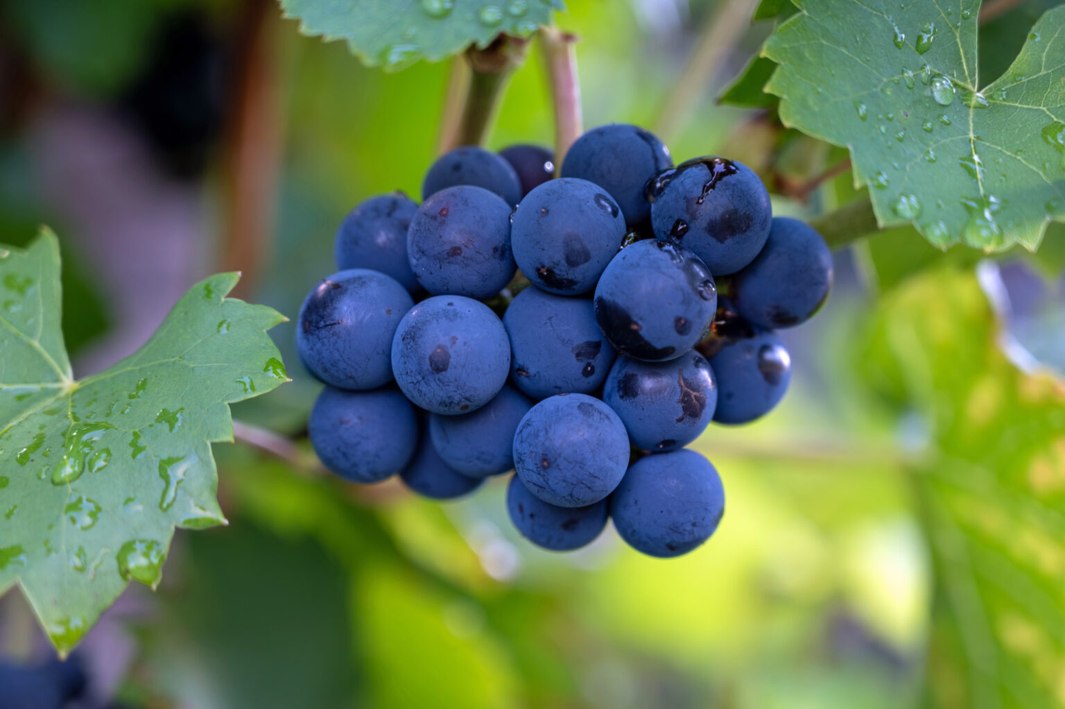 Pinot Noir’s lineage stretches back to medieval France