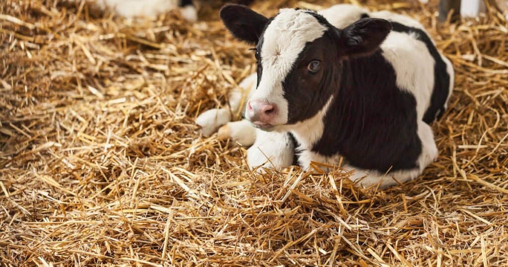 Outcry over conditions of young calves imported into Netherlands from Ireland – The Irish Times Outcry over conditions of young calves imported into Netherlands from Ireland – The Irish Times