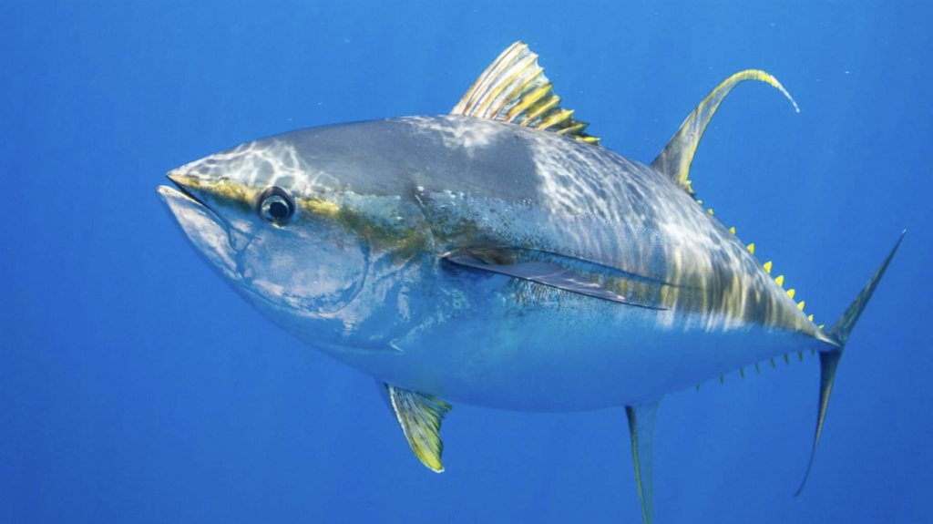 Tuna fisheries worth billions at risk as climate patterns shift Pacific waters, study finds