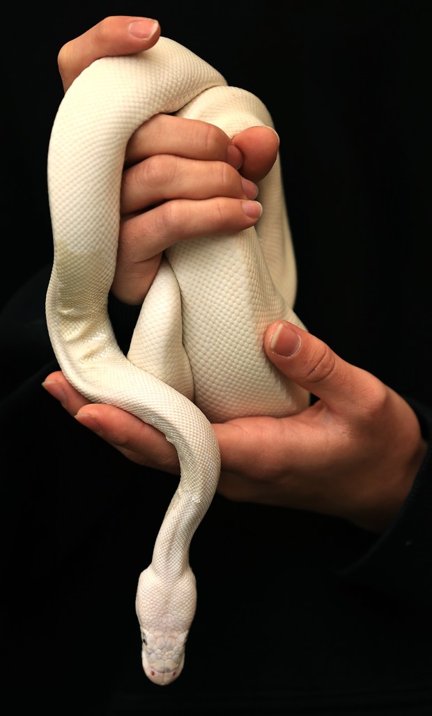 Christian Navarro with Classroom Safari holds a 3-year-old ball python during the Earth Day celebration at Old Courthouse Square in Santa Rosa, Saturday, April 25, 2026. (Kent Porter / The Press Democrat)