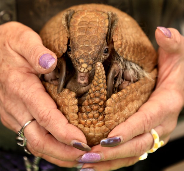 An armadillo presented by Classroom Safari during the Earth Day celebration at Old Courthouse Square in Santa Rosa, Saturday, April 25, 2026. (Kent Porter / The Press Democrat)