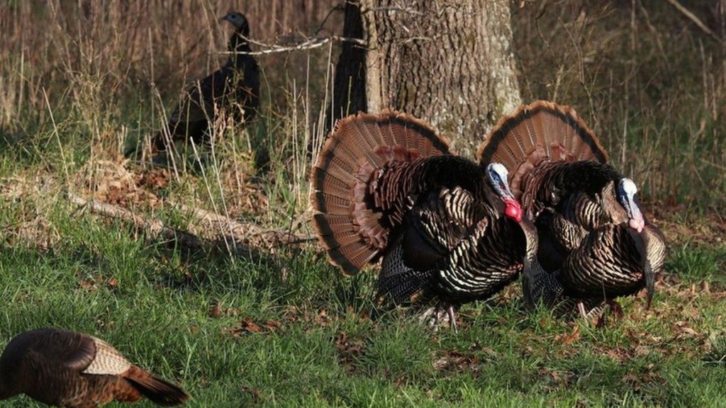 Turkey season opens Today; Baxter County in top 10 for statewide harvest