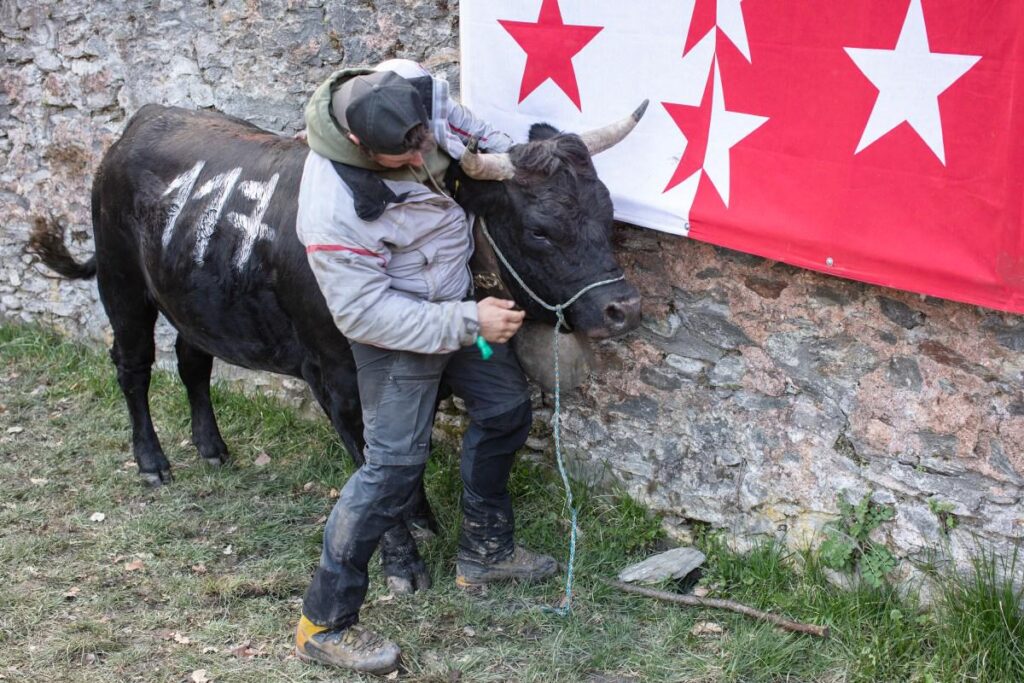 Where cows compete to become queens