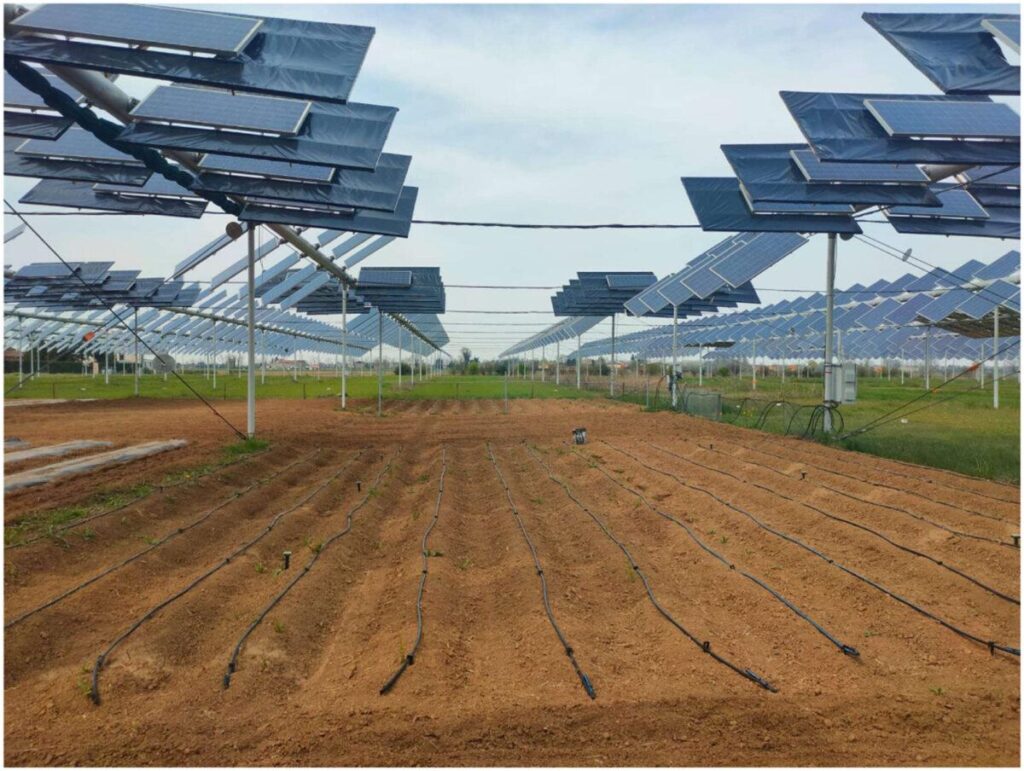 Multi-year field study finds that agrivoltaics can support healthy potato yields