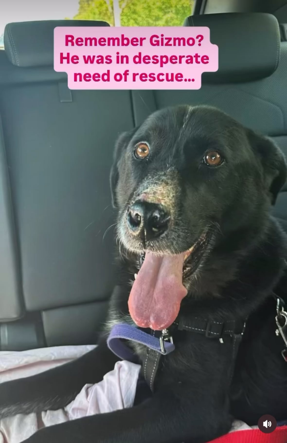 Adopt this absolute SNACK 🔥