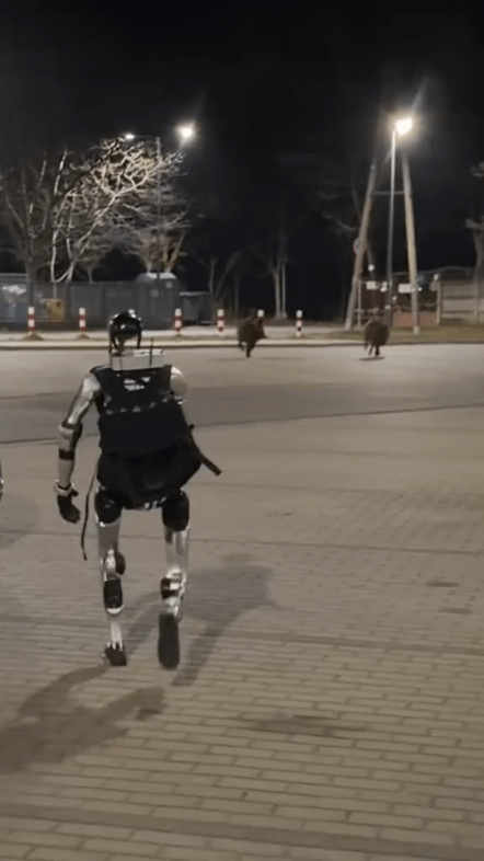 Robot chasing boars in Poland