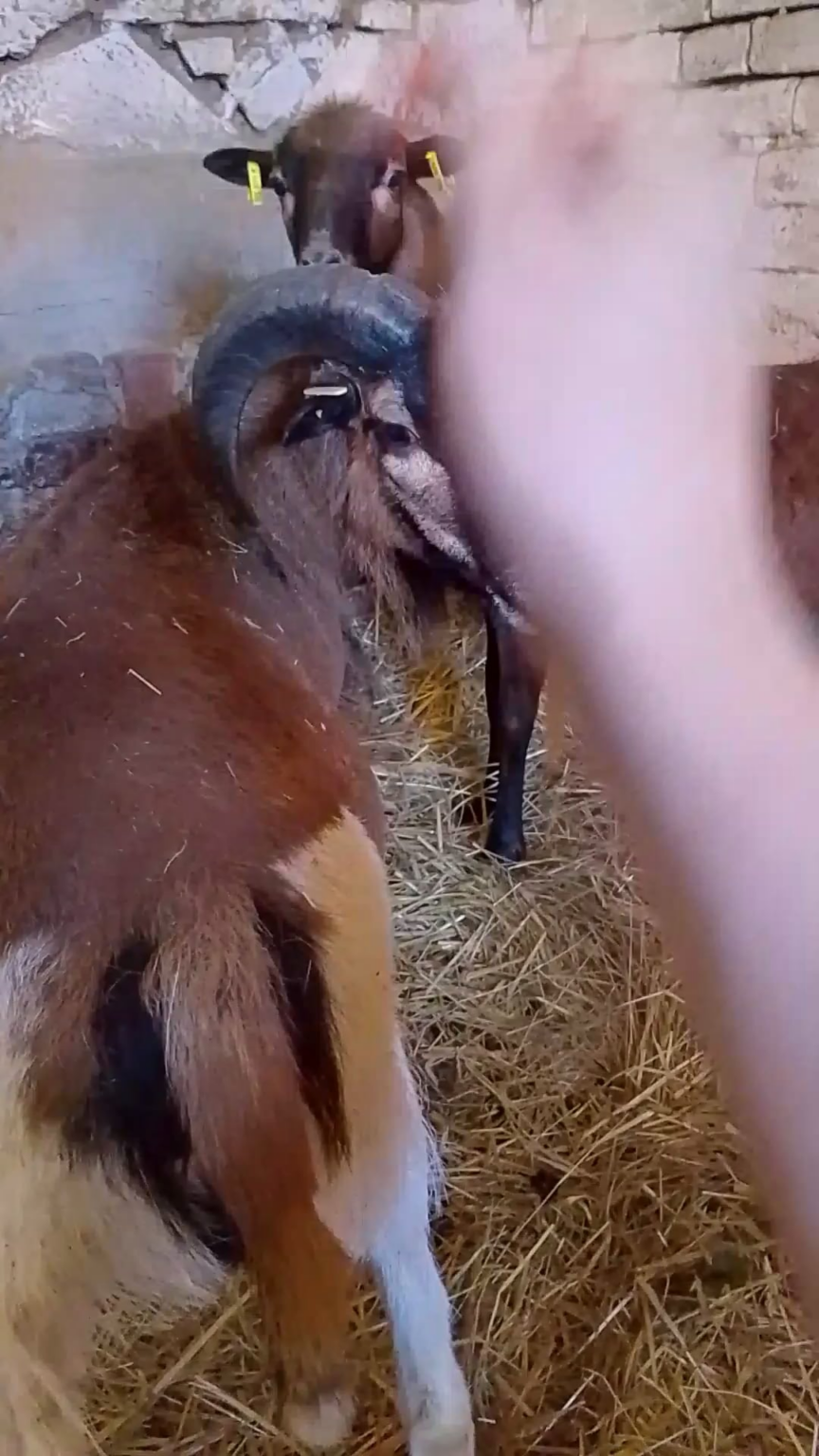 Beating the ram with a dandelion doesn't work