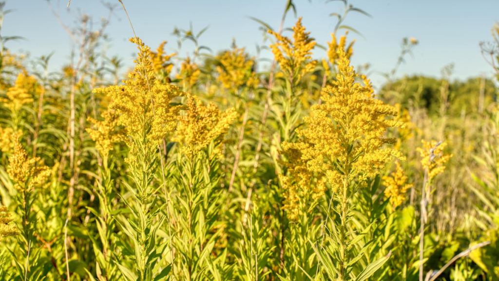 Global Warming May Be A Boon For This Aggressive Prairie Plant – Eurasia Review