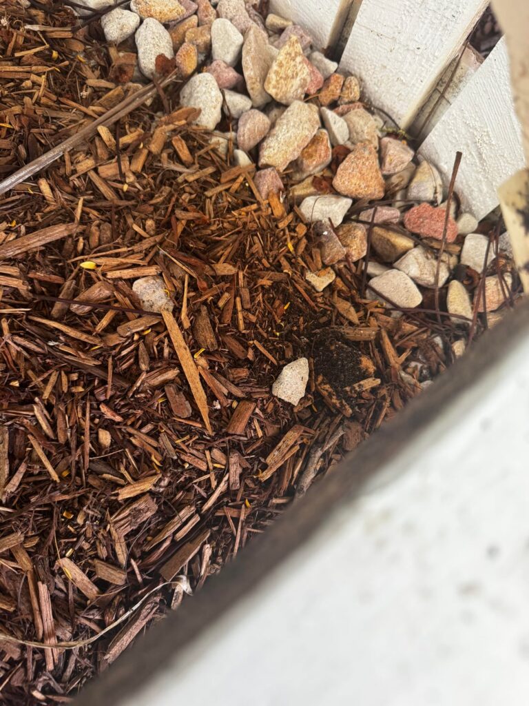 What is this debris appearing on my outdoor stairs and mulch?