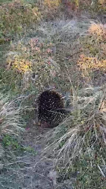 An echidna we met at Phillip Island, Victoria