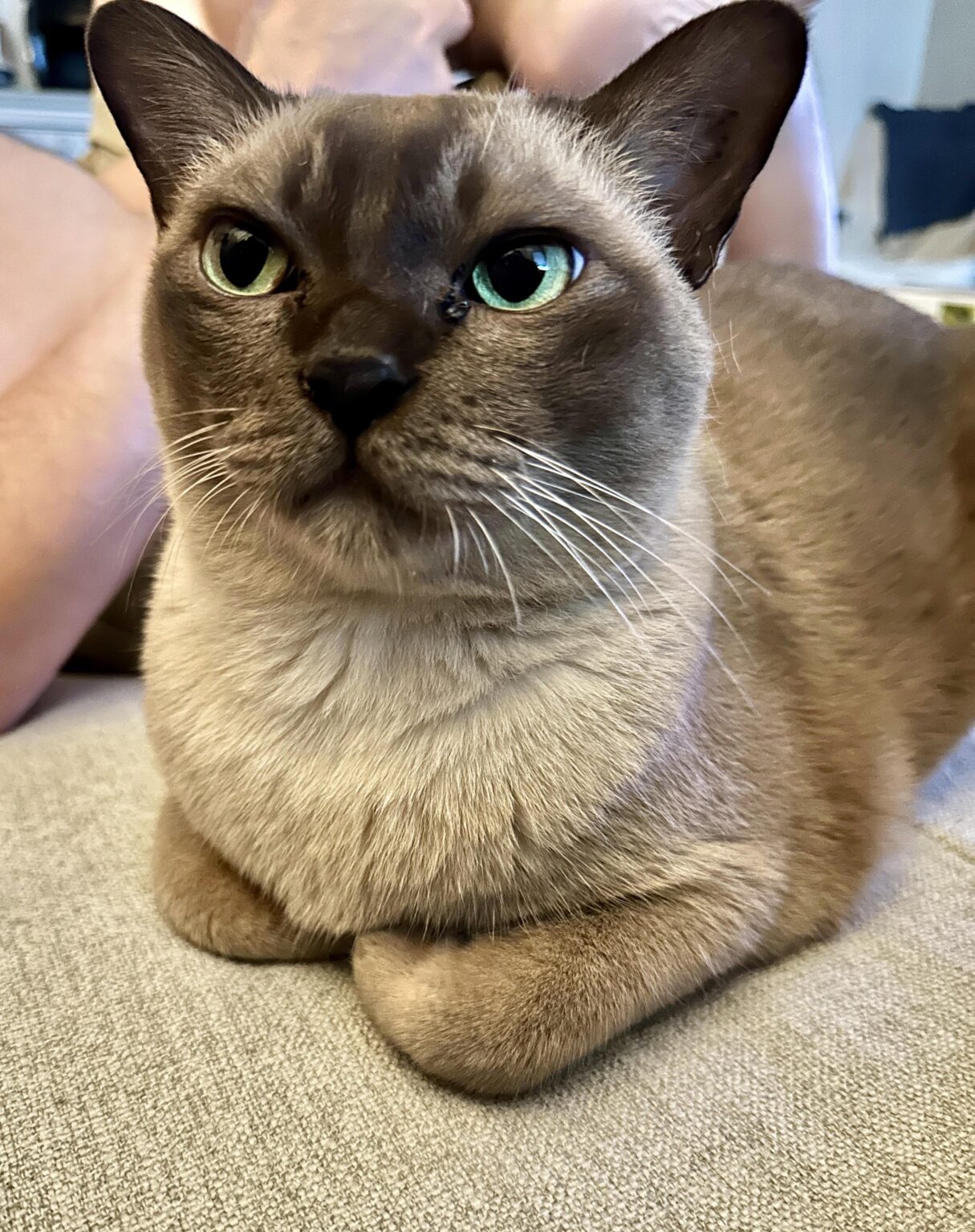 Lost cat in Newstead