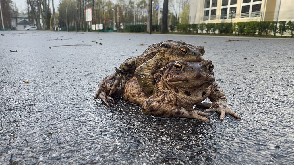 Poland: "Frog Patrol" saves thousands of amphibians during migration