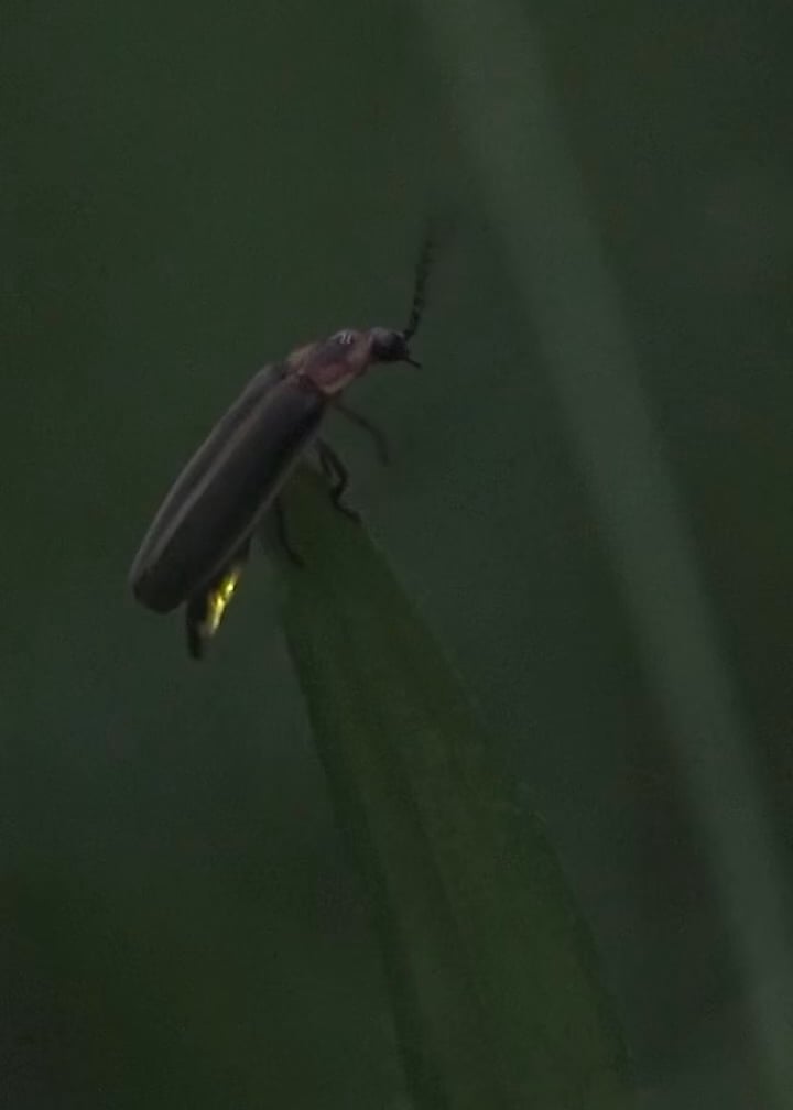 The most beautiful part of childhood in the countryside