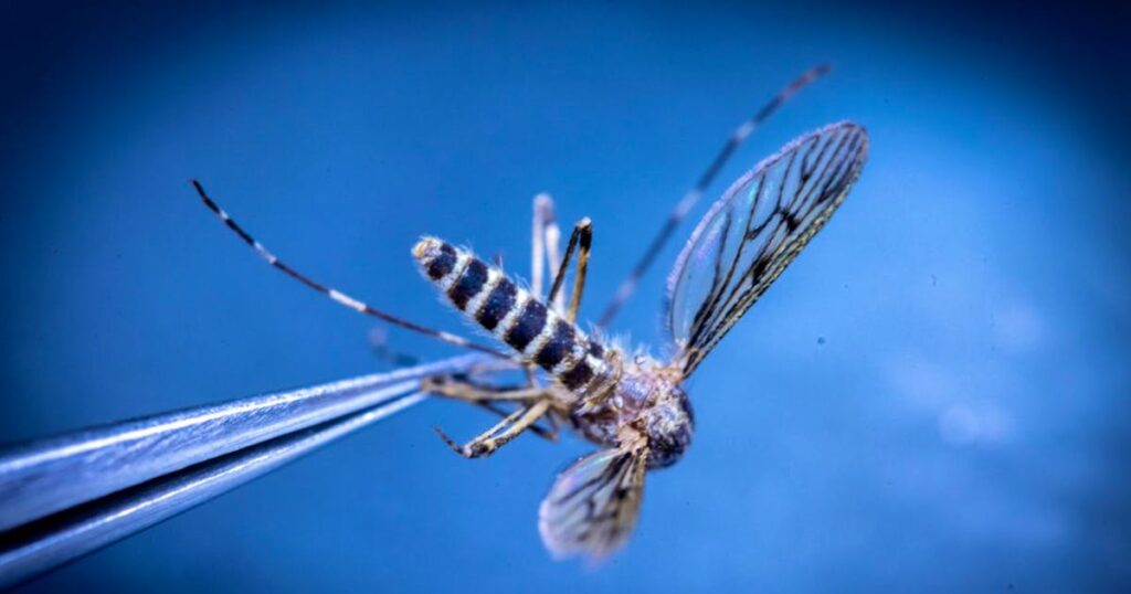 Mosquitoes discovered in Iceland | blue News Mosquitoes discovered in Iceland | blue News