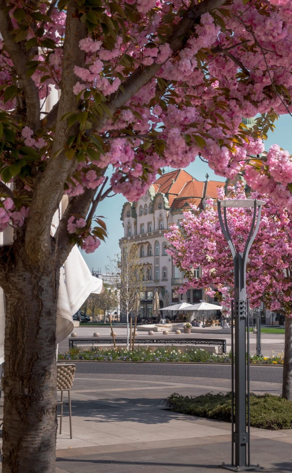 Oradea flourished