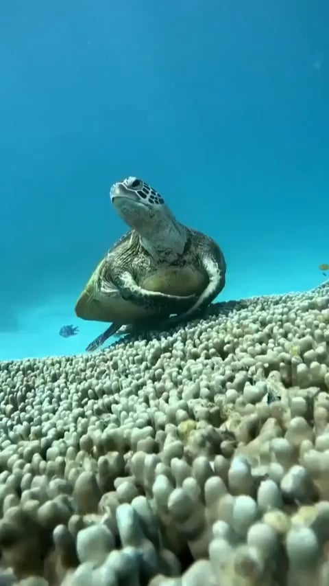 Just a turtle lying there yawning. Nothing to see, just keep scrolling
