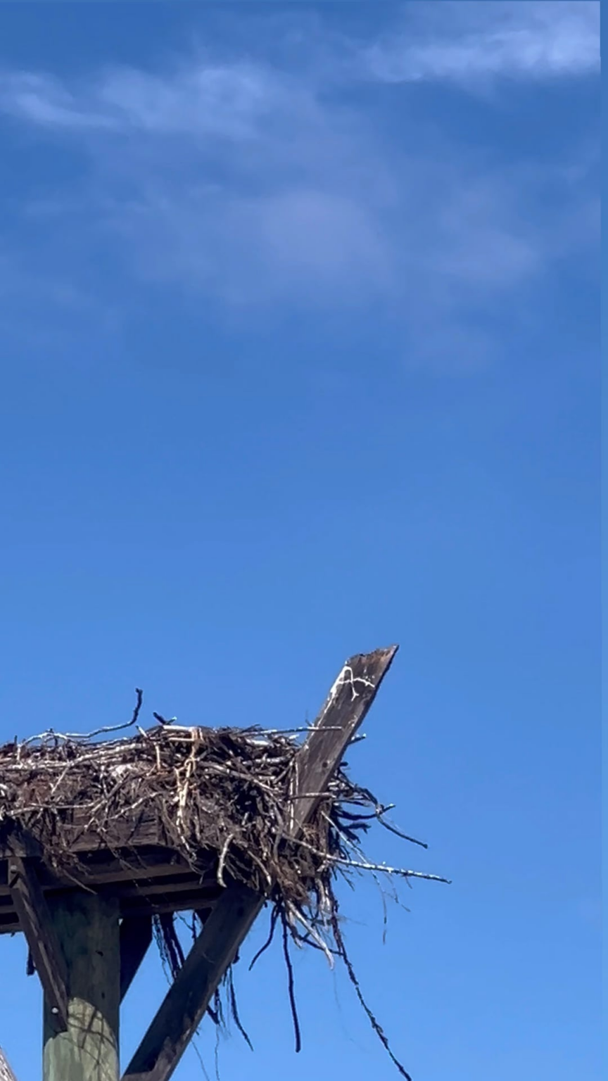 Checked in on my local Osprey family and they seem to be eating good!