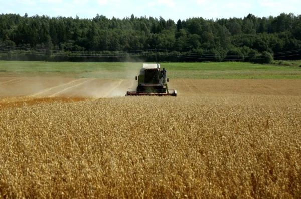 Harvest in Latvia in 2026: First Forecasts Have Emerged Harvest in Latvia in 2026: First Forecasts Have Emerged