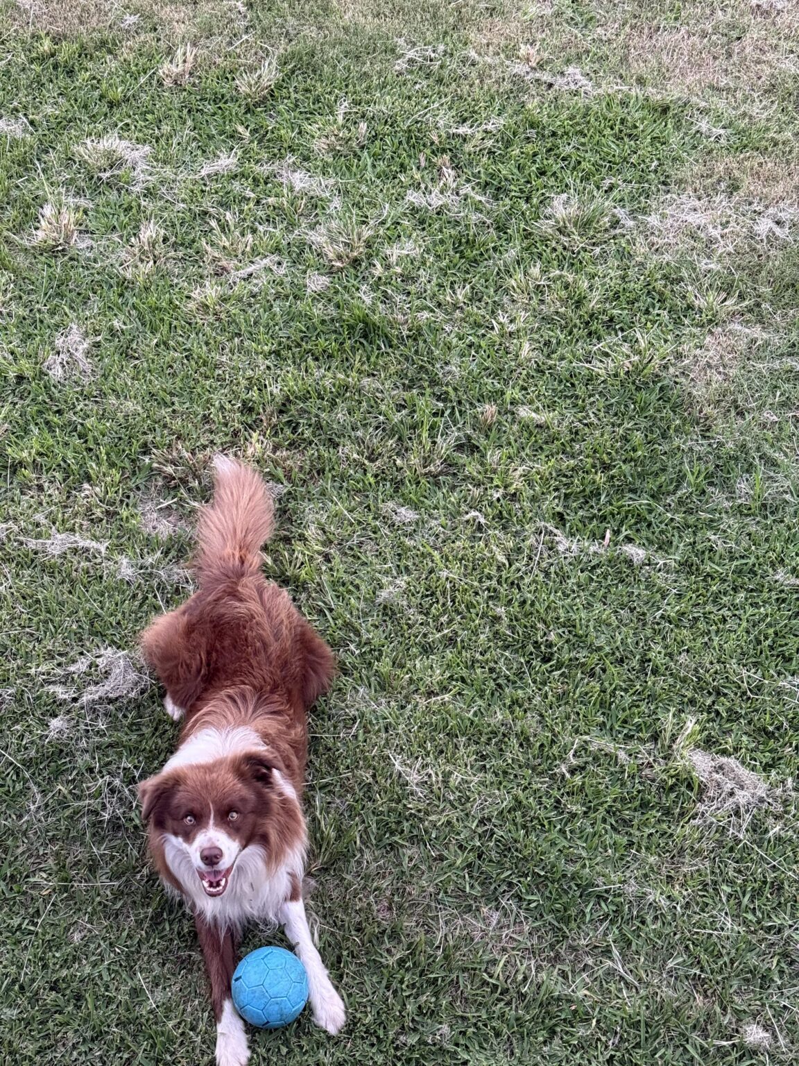 Missing Border Collie - Joey is missing and I need your help to bring him home. Missing from Newmarket last spotted in Windsor at 1:30pm Creek walk area. Please share with your friends. He is a much loved pet.